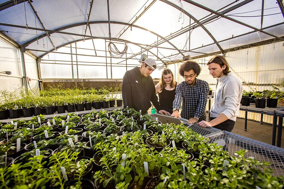 Computer science students put their skills to work to monitor campus greenhouses